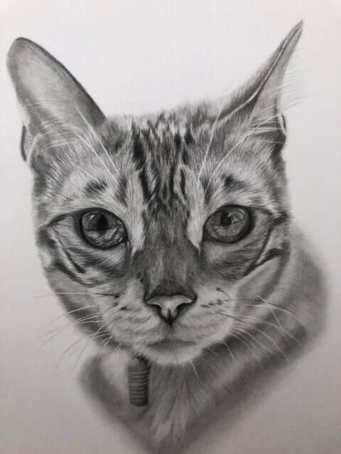 Bengal cat Pet Portrait