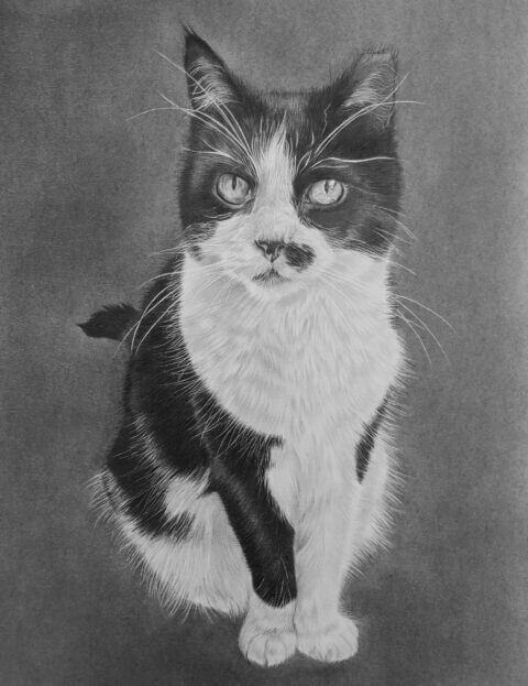 Cat portrait drawing