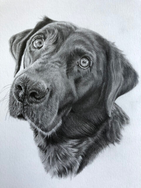 Hampshire Labrador Artist