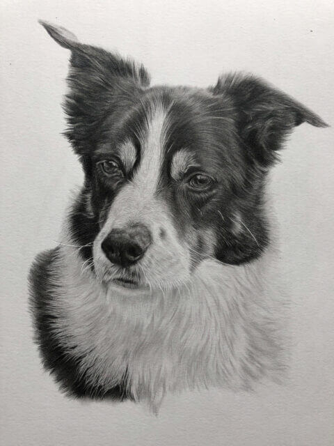 Border Collie Pet Portrait