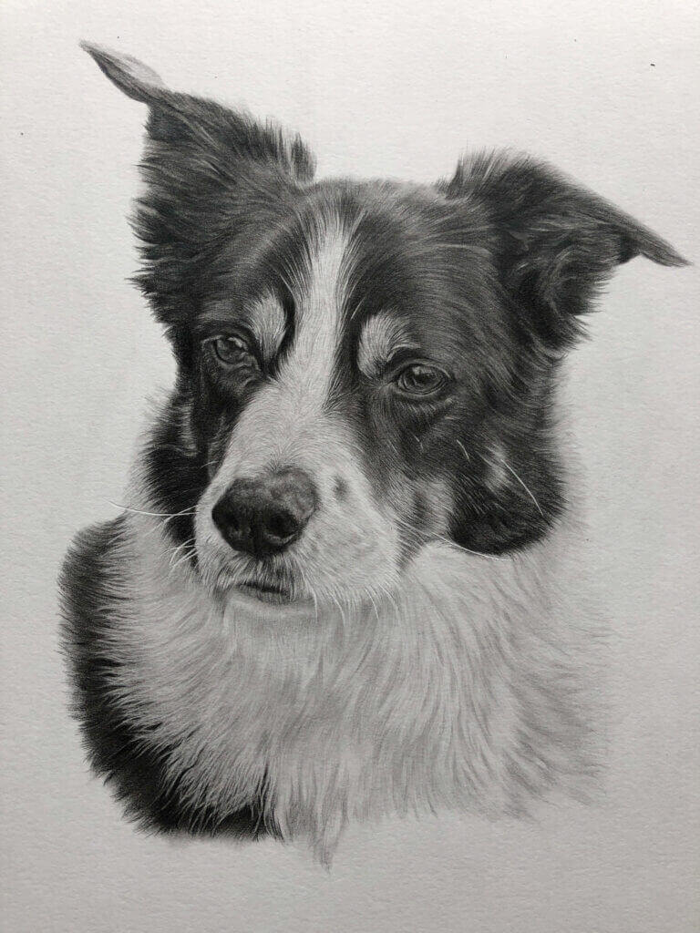 Pet Portrait Gallery - Jess Ridley Art