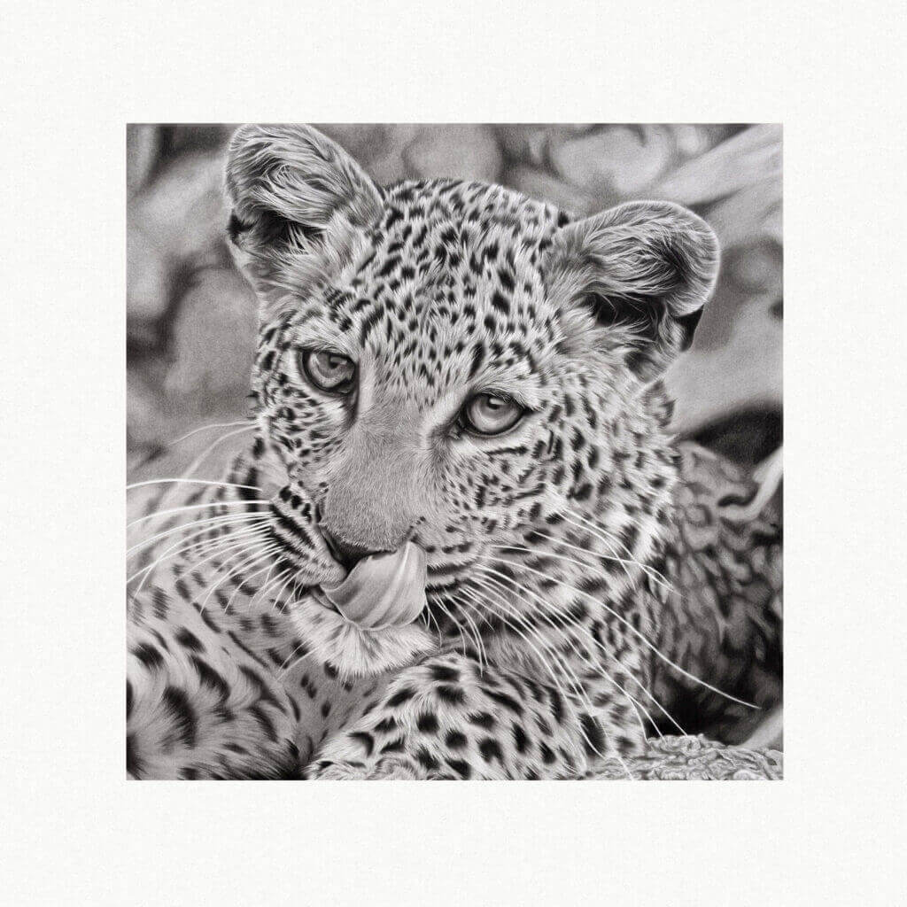 CHIPS | LEOPARD DRAWING - Jess Ridley Art