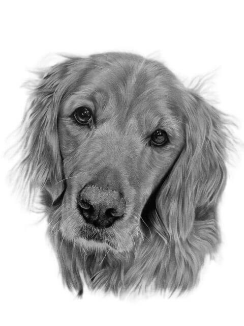 Golden Retriever Pet Portrait