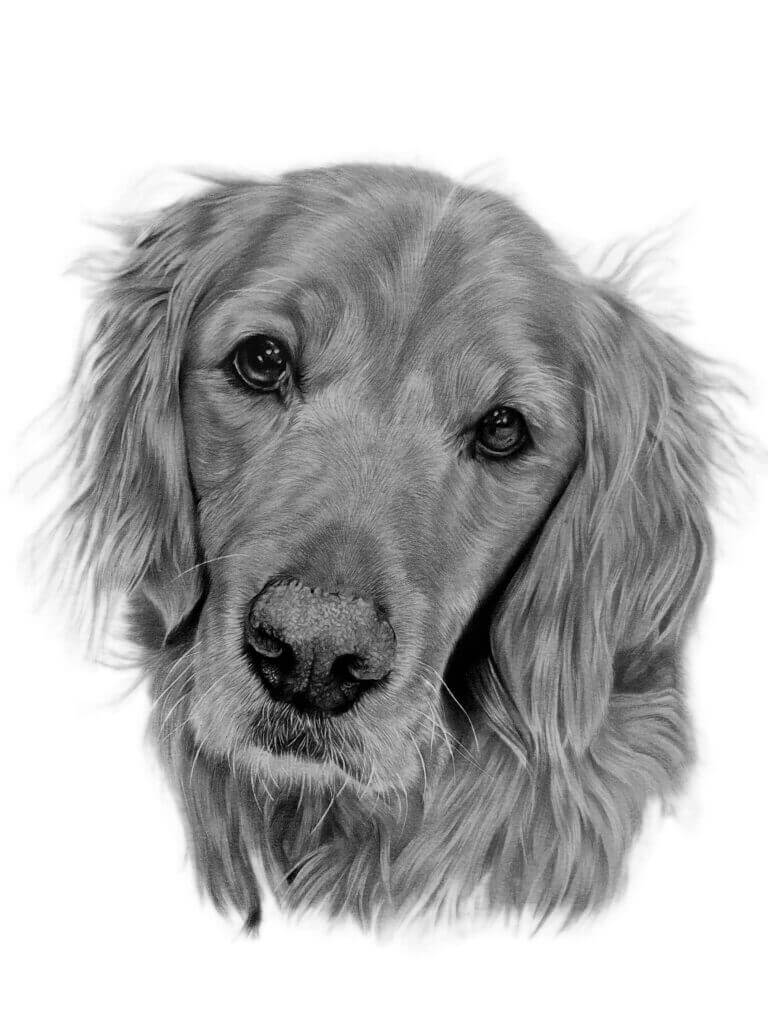 Pet Portrait Gallery - Jess Ridley Art