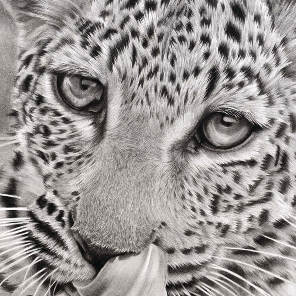 CHIPS | LEOPARD DRAWING - Jess Ridley Art