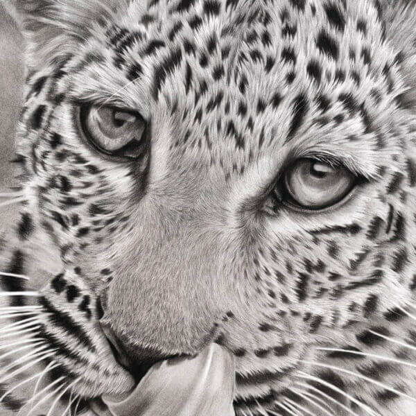 Leopard drawing