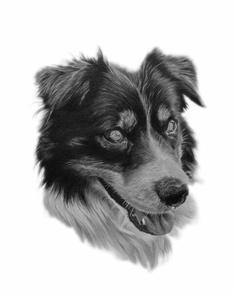 Collie dog portrait