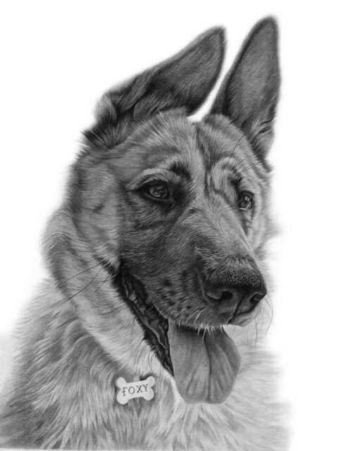 Alsatian Portrait