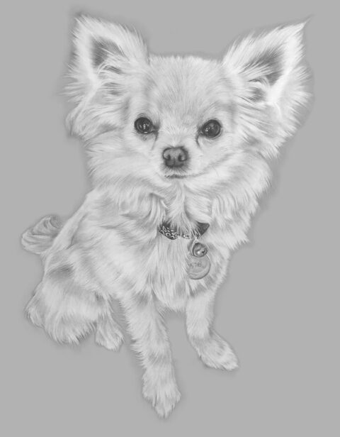 Chihuahua Portrait