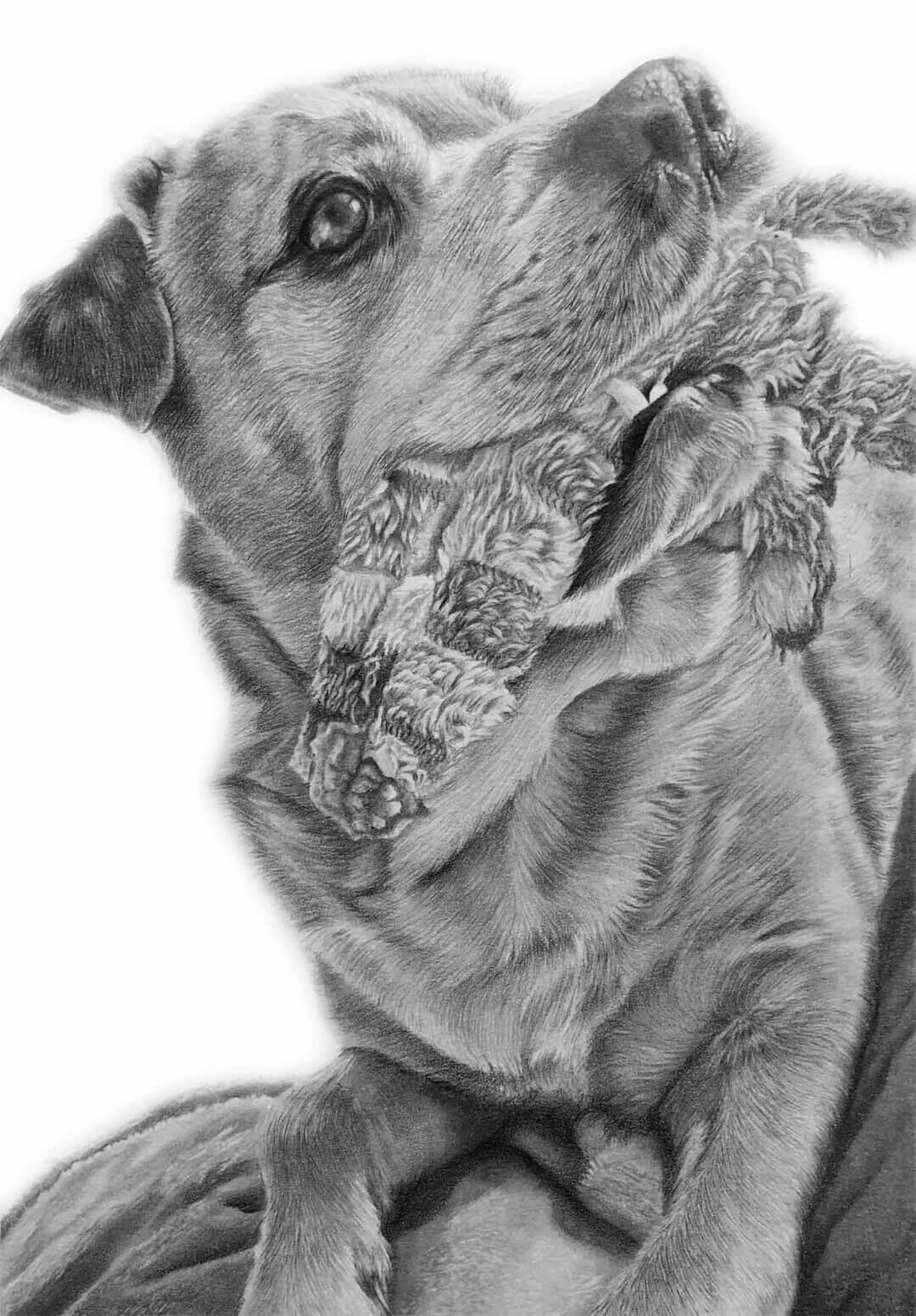 Pet Portrait Gallery - Jess Ridley Art