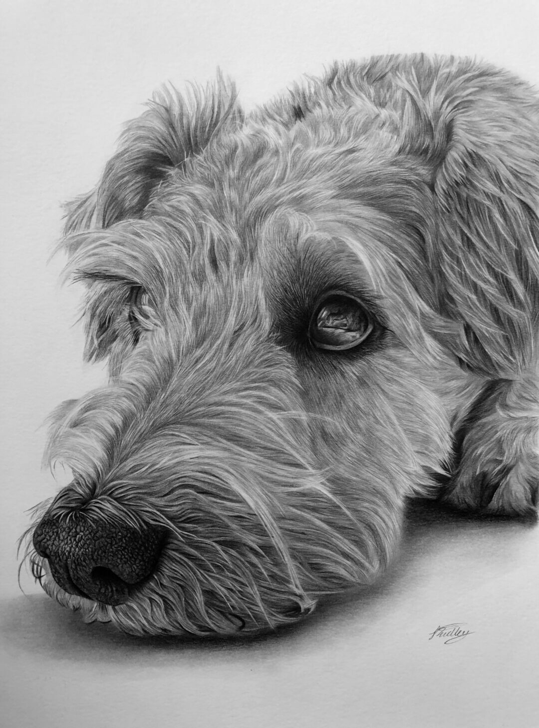 Pet Portrait Gallery - Jess Ridley Art