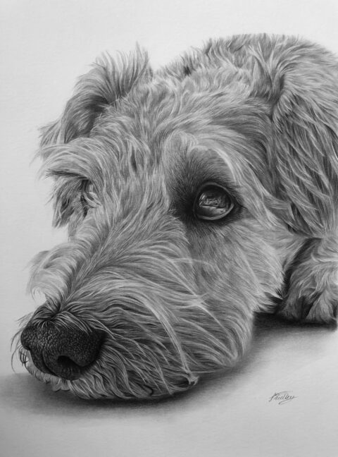 Schnauzer Pet Portrait