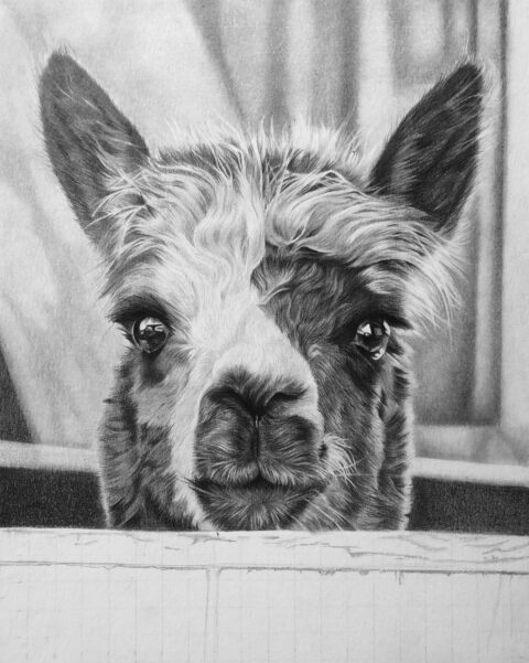 Alpaca portrait drawing
