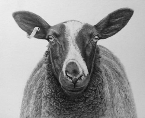 Sheep Drawing