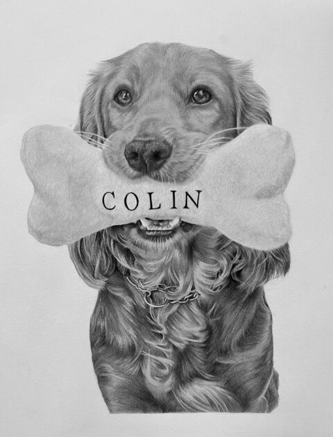 Spaniel pet portrait