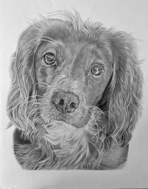 Spaniel pet portrait