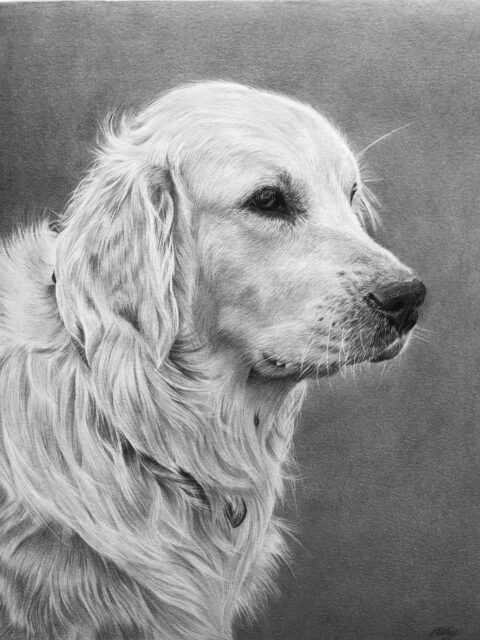 golden retriever pet portrait