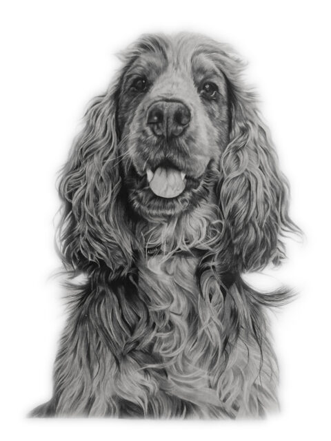 Spaniel Portrait