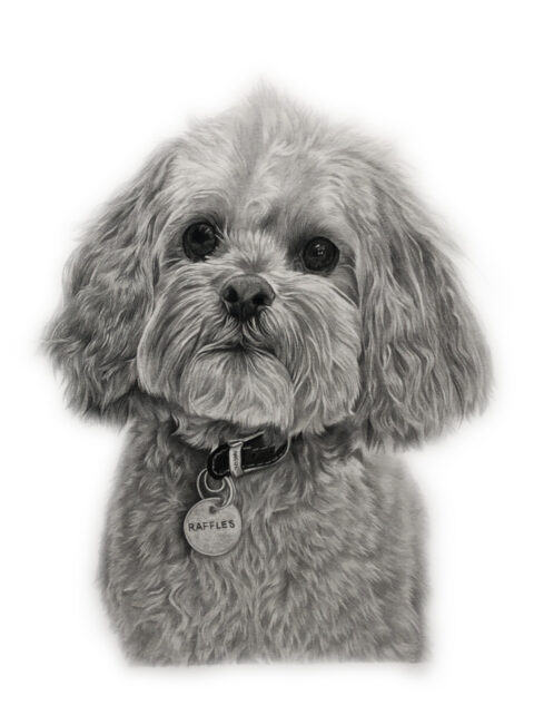 Maltipoo Dog Portrait