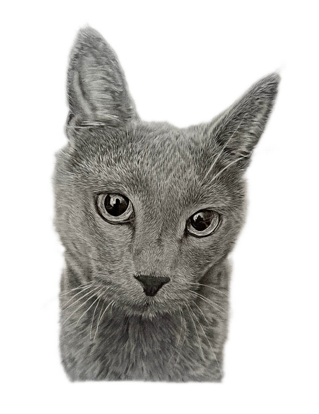 Pet Portrait Gallery - Jess Ridley Art