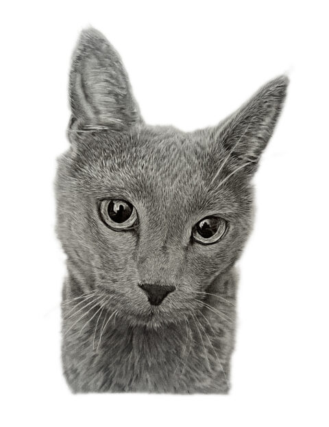 Cat Pet Portrait