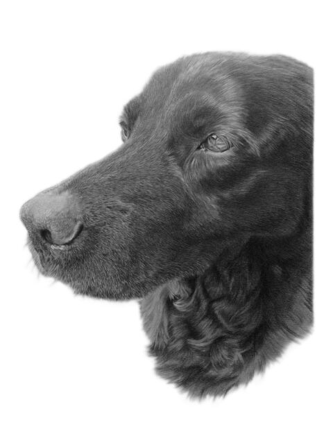 Labrador Portrait Artist