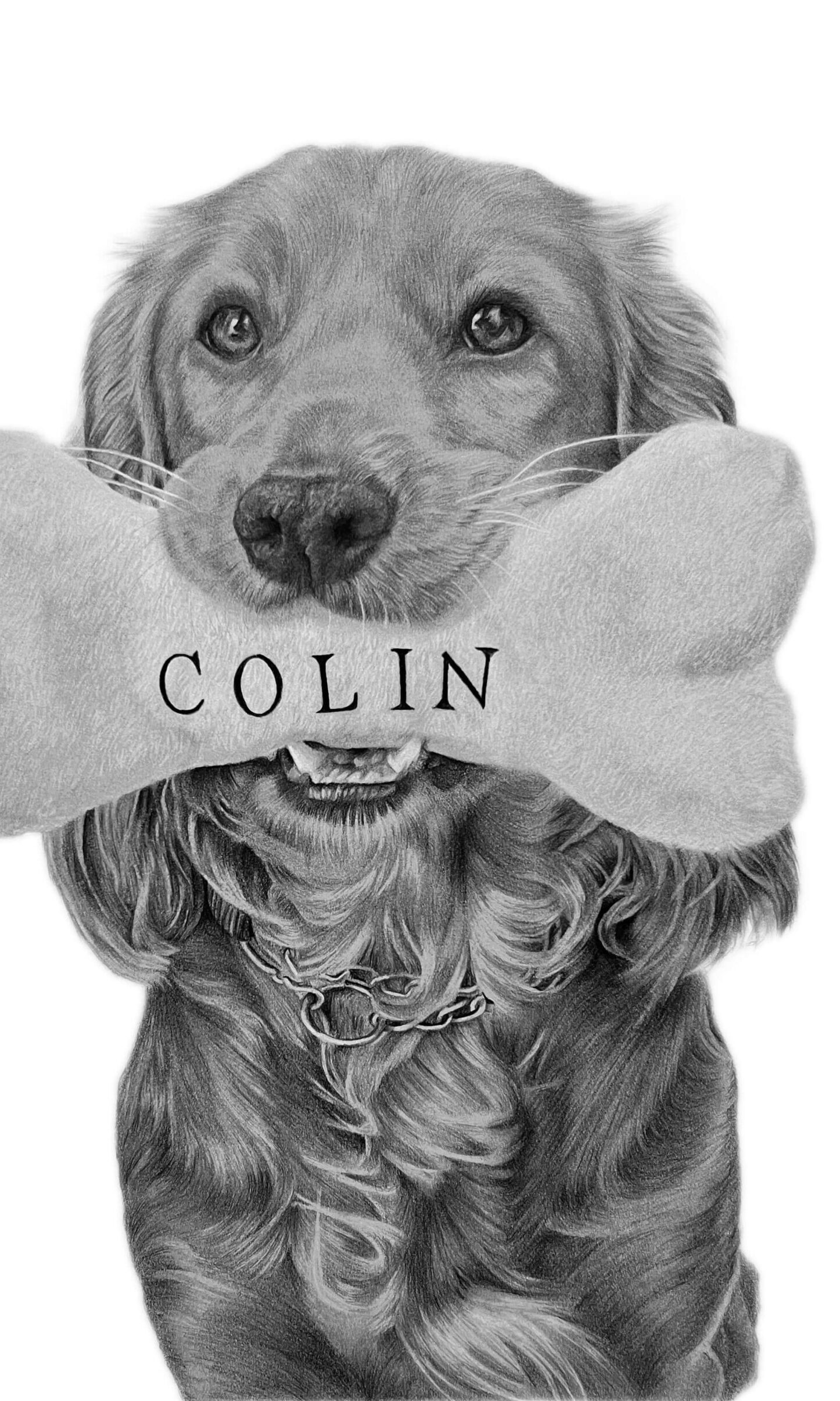 spaniel drawing