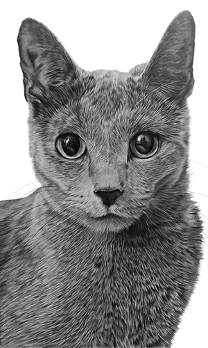 hampshire pet portrait