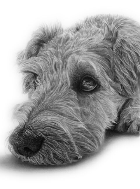 terrier portrait