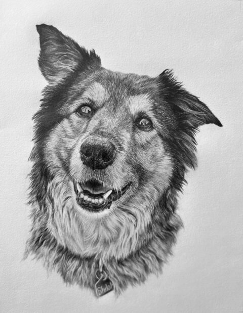 German Shepherd Portrait