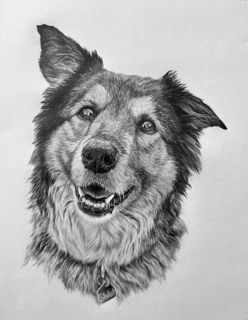 Pet Portrait Gallery - Jess Ridley Art