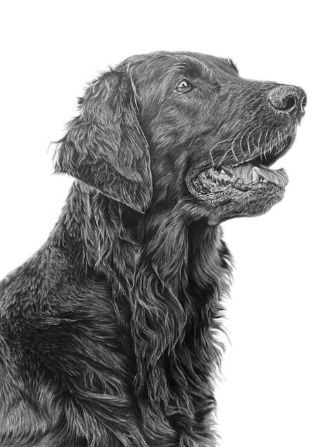 retreiver pet portrait