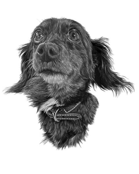 UK Dog Portrait