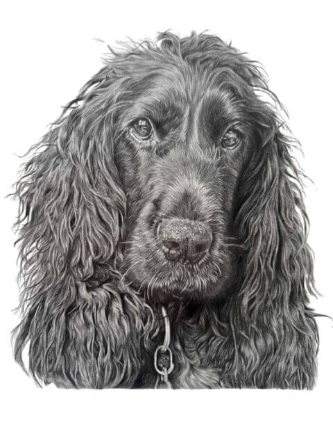 Spaniel Pet Portrait