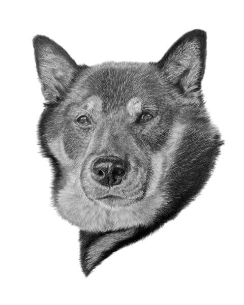 Japanese Shiba Portrait