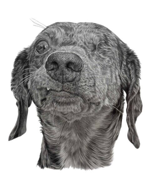 Dachshund Portrait