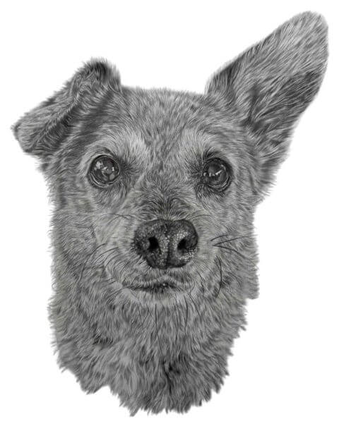 UK Pet Portrait
